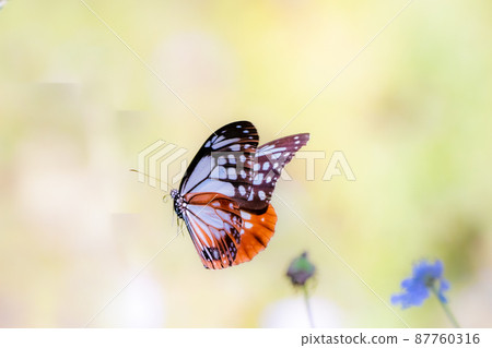 Flying beautiful chestnut tiger Flying beautiful chestnut tiger 87760316