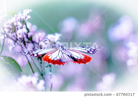 Beautiful Chestnut tiger flight and Fujibakama Beautiful Chestnut tiger flight and Fujibakama 87760317