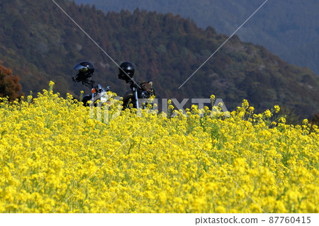Break in a rape field (Kahoku-cho, Kami City, Kochi Prefecture) 87760415