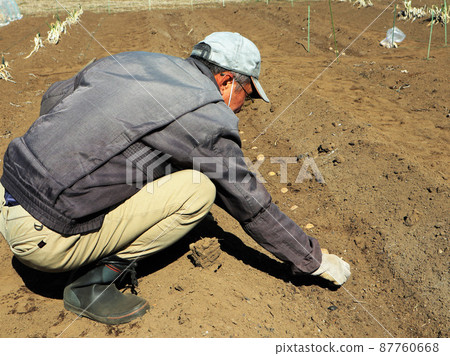 A man planting potatoes 87760668