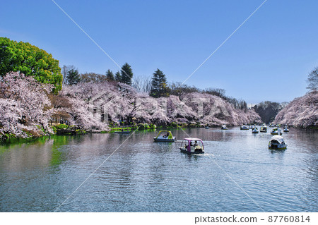 Inokashira Park, Tokyo, Inokashira Pond, cherry blossoms in full bloom 87760814