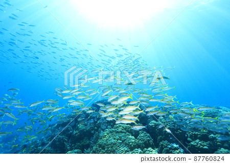 Yellow fish swimming in the clear sea Yellow fish swimming in the clear sea 87760824