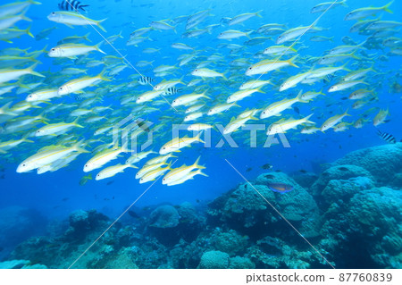 黃色的魚在清澈的海水中游泳 黃色的魚在清澈的海水中游泳 87760839