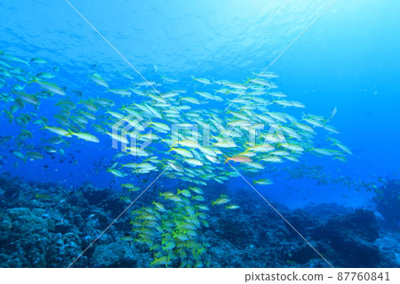 黃色的魚在清澈的海水中游泳 黃色的魚在清澈的海水中游泳 87760841