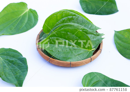 Green betel leaves, Fresh piper betle on white background Green betel leaves, Fresh piper betle on white background 87761158