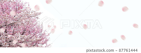 SakuraFubuki  87761444