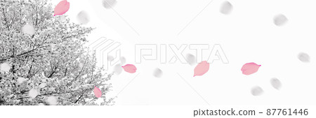 櫻吹雪 櫻吹雪 87761446