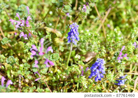 穆斯卡里和亨比特 87761460