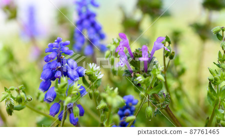 穆斯卡里和亨比特 87761465