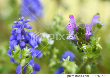 穆斯卡里和亨比特 87761468