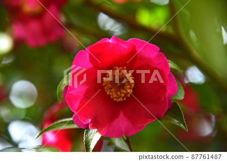 茶花 茶花 87761487