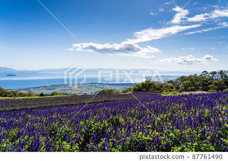 Takashima City, Shiga Prefecture Autumn Biwako Purple salvia spreading on the summit of Mt. Hakodate and Chikubu Island floating on Lake Biwa Takashima City, Shiga Prefecture Autumn Biwako Purple salvia spreading on the summit of Mt. Hakodate and Chikubu Island floating on Lake Biwa 87761490