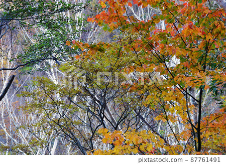 Autumn scenery along the Oku Kinurin Road in Nikko Autumn scenery along the Oku Kinurin Road in Nikko 87761491