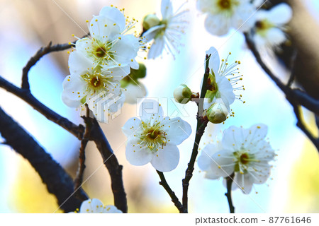 春天的花李子 87761646