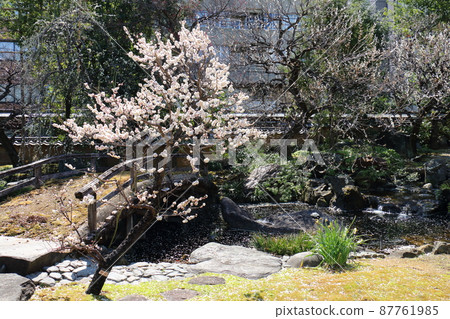 Yushima Tenjin Shrine Ume Ume Matsuri Yushima Tenmangu Yushima Shrine, commonly known as Yushima Tenjin, Yushima, Bunkyo-ku, Tokyo Yushima Tenjin Shrine Ume Ume Matsuri Yushima Tenmangu Yushima Shrine, commonly known as Yushima Tenjin, Yushima, Bunkyo-ku, Tokyo 87761985