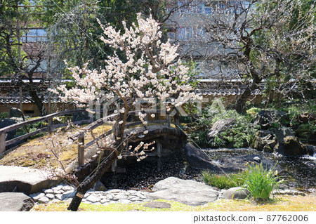 湯島天神社梅梅祭湯島天滿宮湯島神社,俗稱湯島天神,湯島,文京區,東京 湯島天神社梅梅祭湯島天滿宮湯島神社,俗稱湯島天神,湯島,文京區,東京 87762006