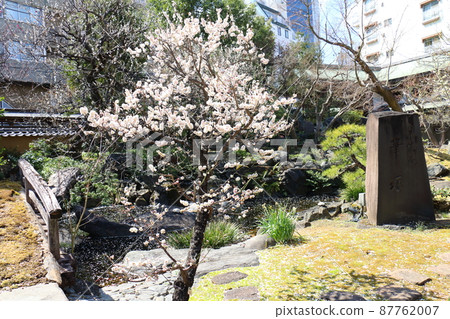 Yushima Tenjin Shrine Ume Ume Matsuri Yushima Tenmangu Yushima Shrine, commonly known as Yushima Tenjin, Yushima, Bunkyo-ku, Tokyo Yushima Tenjin Shrine Ume Ume Matsuri Yushima Tenmangu Yushima Shrine, commonly known as Yushima Tenjin, Yushima, Bunkyo-ku, Tokyo 87762007