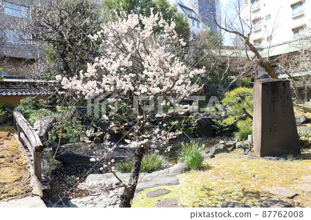 湯島天神社梅梅祭湯島天滿宮湯島神社,俗稱湯島天神,湯島,文京區,東京 湯島天神社梅梅祭湯島天滿宮湯島神社,俗稱湯島天神,湯島,文京區,東京 87762008