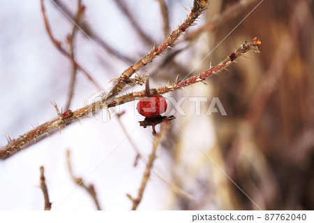 Hamanasu fruit in winter Hokkaido Hamanasu fruit in winter Hokkaido 87762040