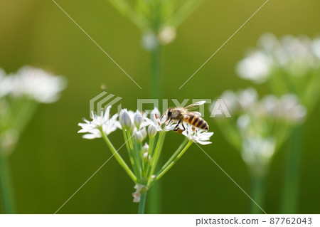 Bee perching on a garlic flower 87762043