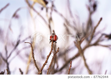 Hamanasu fruit in winter Hokkaido Hamanasu fruit in winter Hokkaido 87762044
