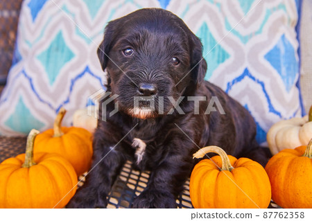 Black golden retriever puppy surrounded by orange fall tiny pumpkins 87762358