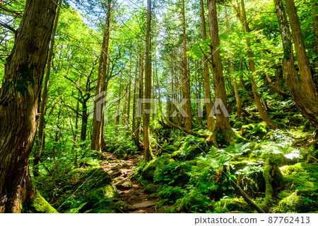 立科之森 立科之森 87762413