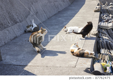 Cats of Sayurijima 87762475