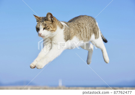 Cats of Sayurijima 87762477