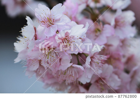 Tsubakiyaku 87762800