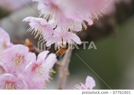 Tsubakikansakura 87762801