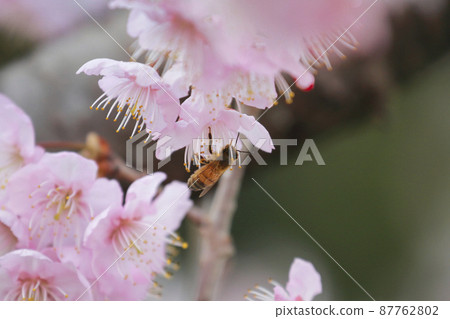 Tsubakikansakura 87762802