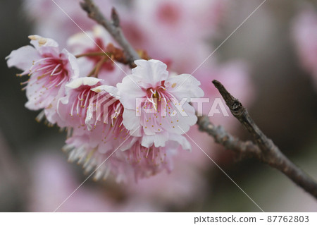 Tsubakikansakura 87762803