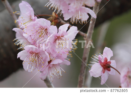 Tsubakikansakura 87762805