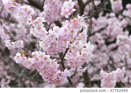 Tsubakikansakura 87762840