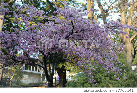 自然雜交栽培品種河津櫻 87763141