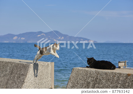 Sayurijima的貓 87763142