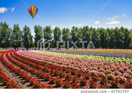 Beautiful flower garden in Furano 87763797
