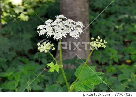 Cow Parsnip (Sounkyo, Hokkaido) 87764025