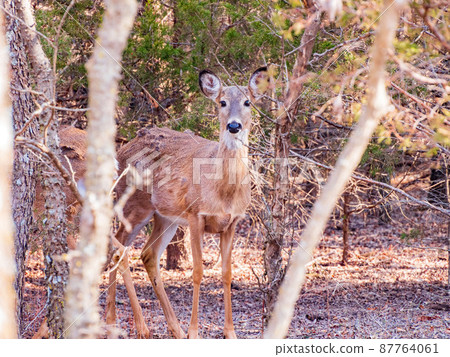 Closeup shot of White-tailed deer in a forest Closeup shot of White-tailed deer in a forest 87764061