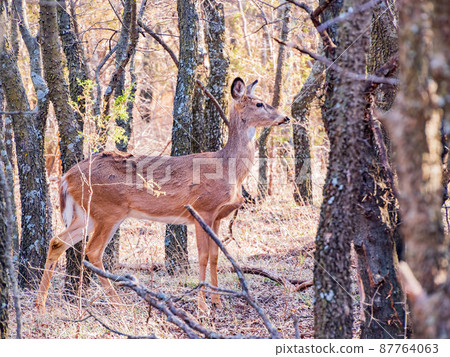 Closeup shot of White-tailed deer in a forest 87764063