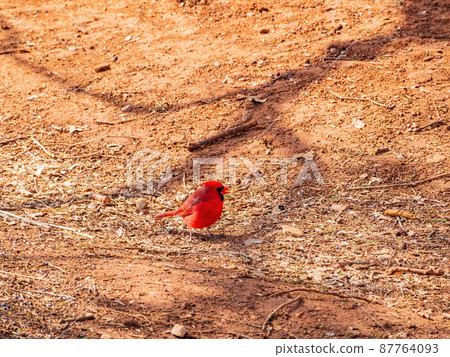 Close up shot of a cute male Northern cardinal on ground 87764093