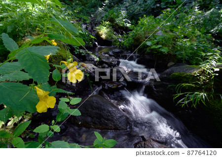 Touch-me-not fox in the mountain stream (Shiretoko, Hokkaido) 87764120