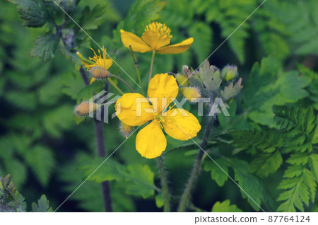 大白屈菜花（北海道中薩內村） 87764124