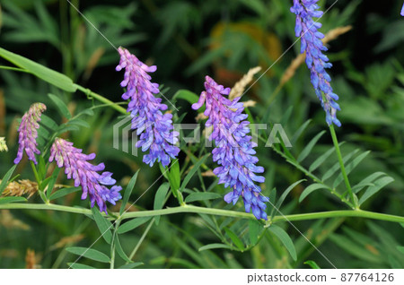 Vetch (Shiretoko, Hokkaido) 87764126