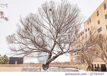 Overcast view of a snowy garden with Survival Tree of Oklahoma City National Memorial and Museum Overcast view of a snowy garden with Survival Tree of Oklahoma City National Memorial and Museum 87764167