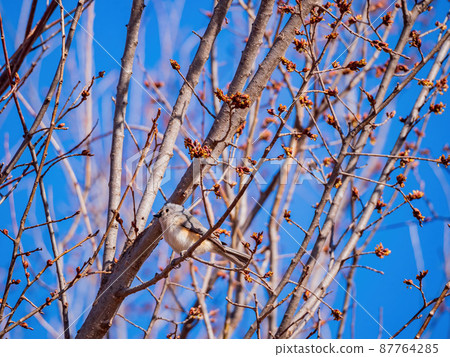 Close up shot of Tufted titmouse eating on a tree 87764285