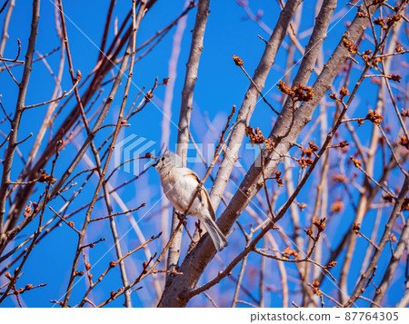 Close up shot of Tufted titmouse eating on a tree 87764305