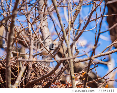 Close up shot of Black-capped chickadee eating on a tree 87764311