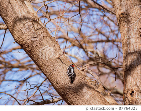 Close up shot of male Hairy woodpecker digging on a tree Close up shot of male Hairy woodpecker digging on a tree 87764325